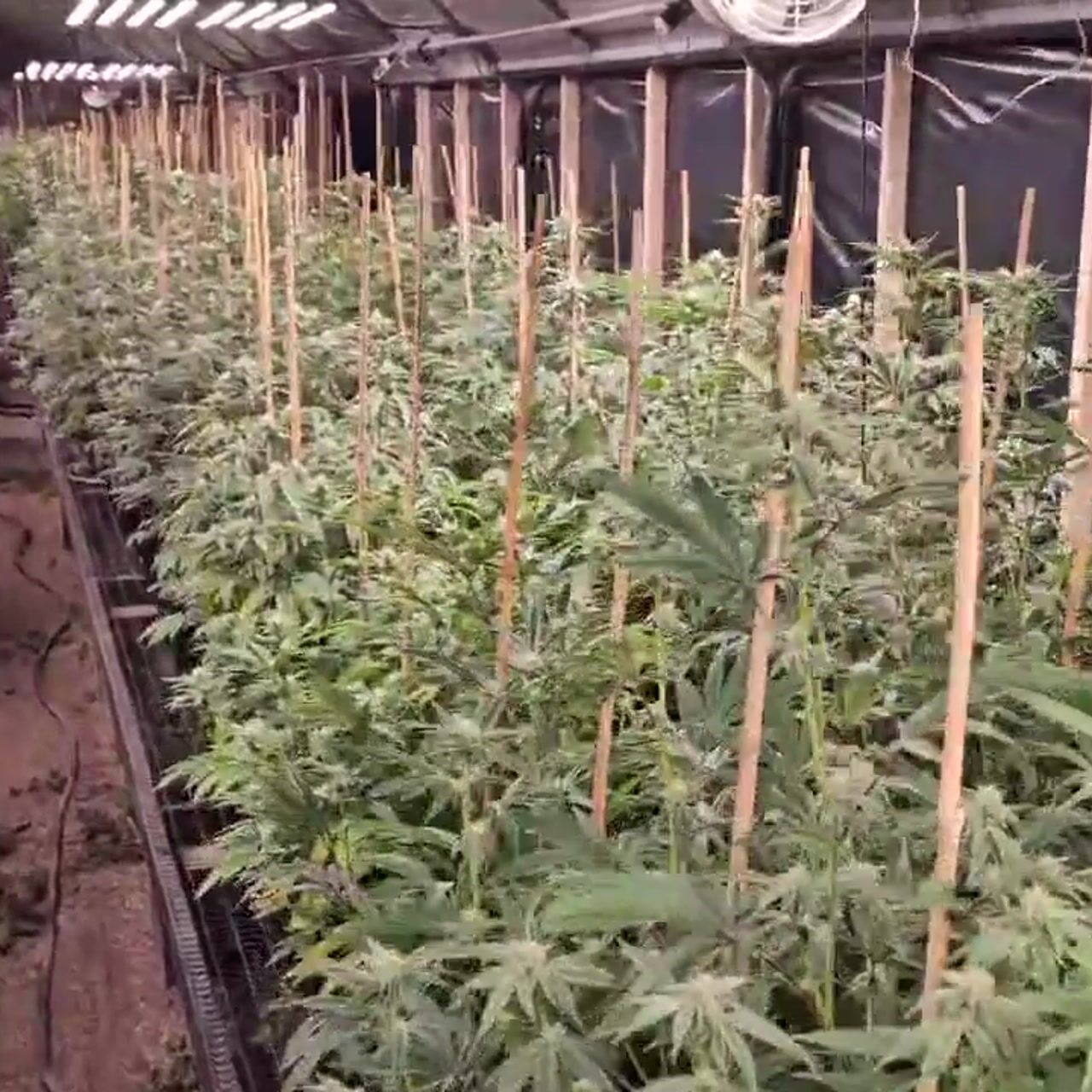 A look inside the Greenpoint farm
